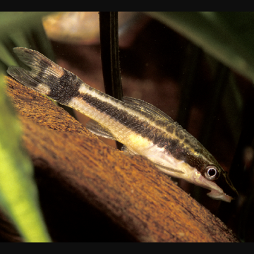 Otocinclus Vittatus